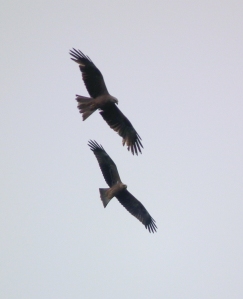 Two Black Kites (Milvus migrans), Source: Wikimedia Commons, CC-BY 3.0 Lizenz, by 4028mdk09.